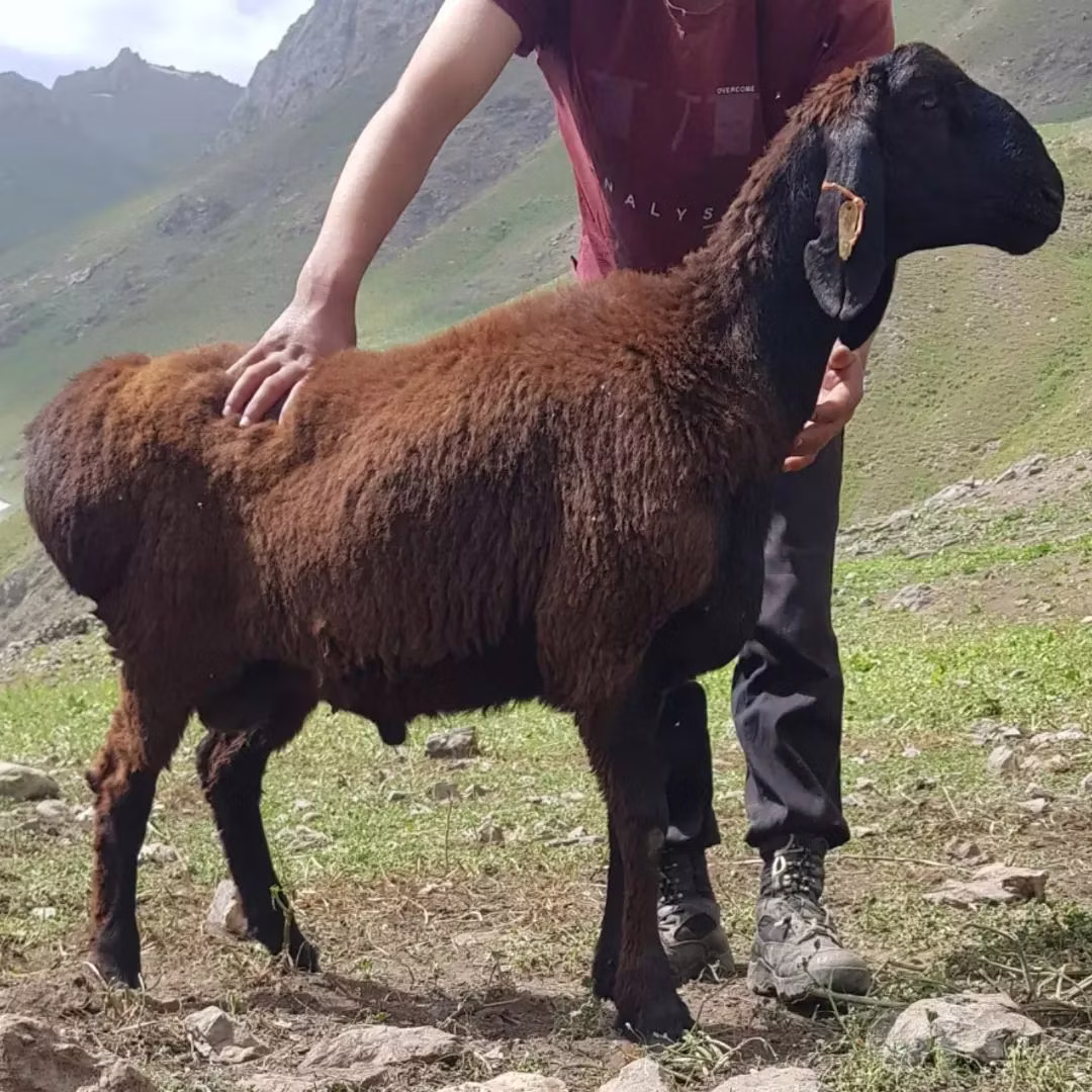 Blackheaded Persian sheep
