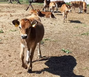 نژاد جرسی
