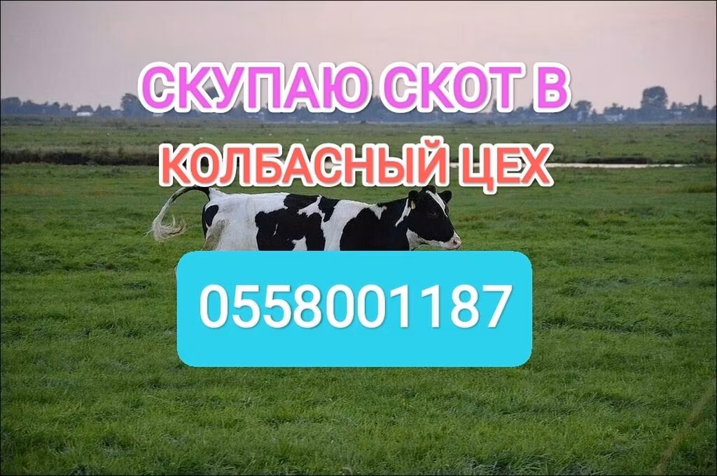 گاوهای هولشتاین