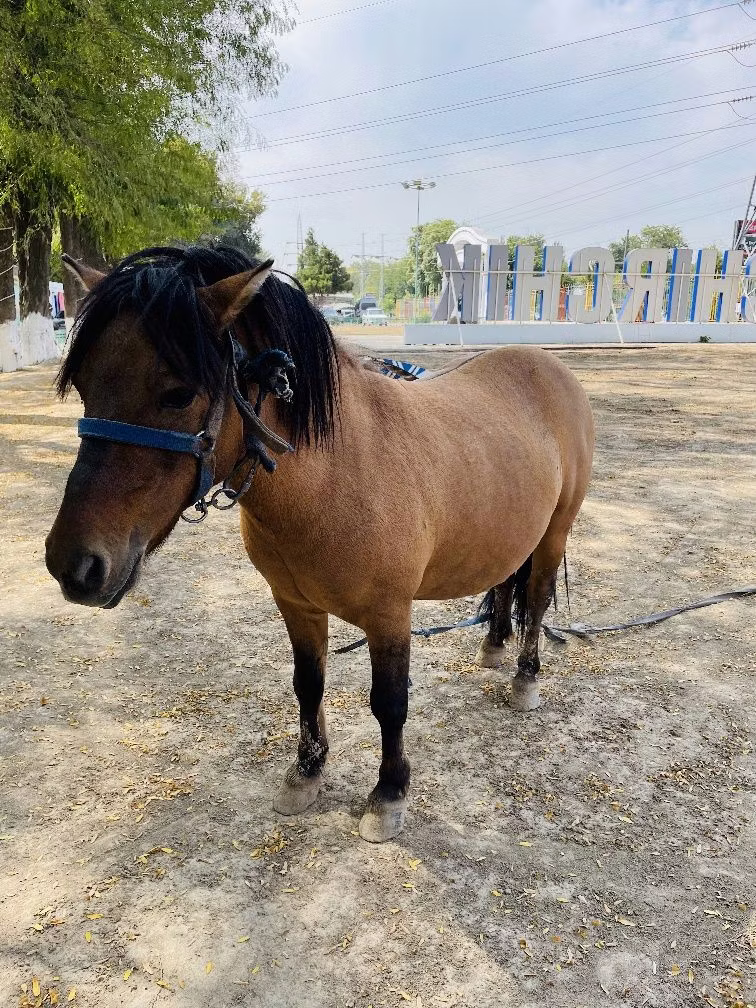 Australian Pony