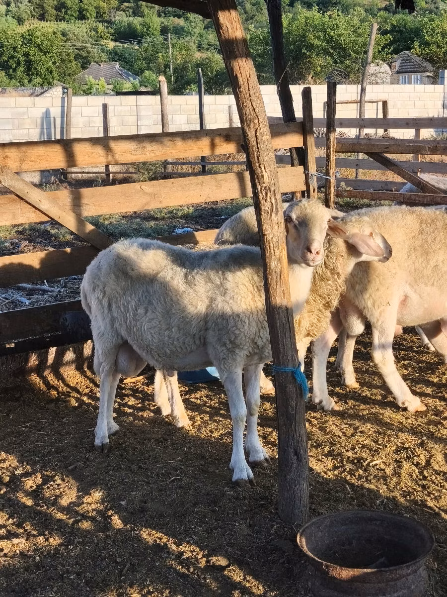 Assaf sheep