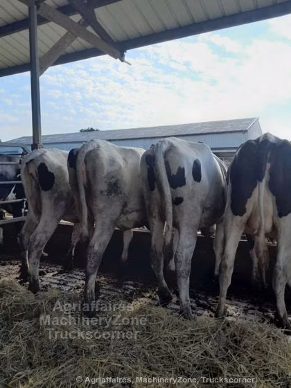 Holstein breed