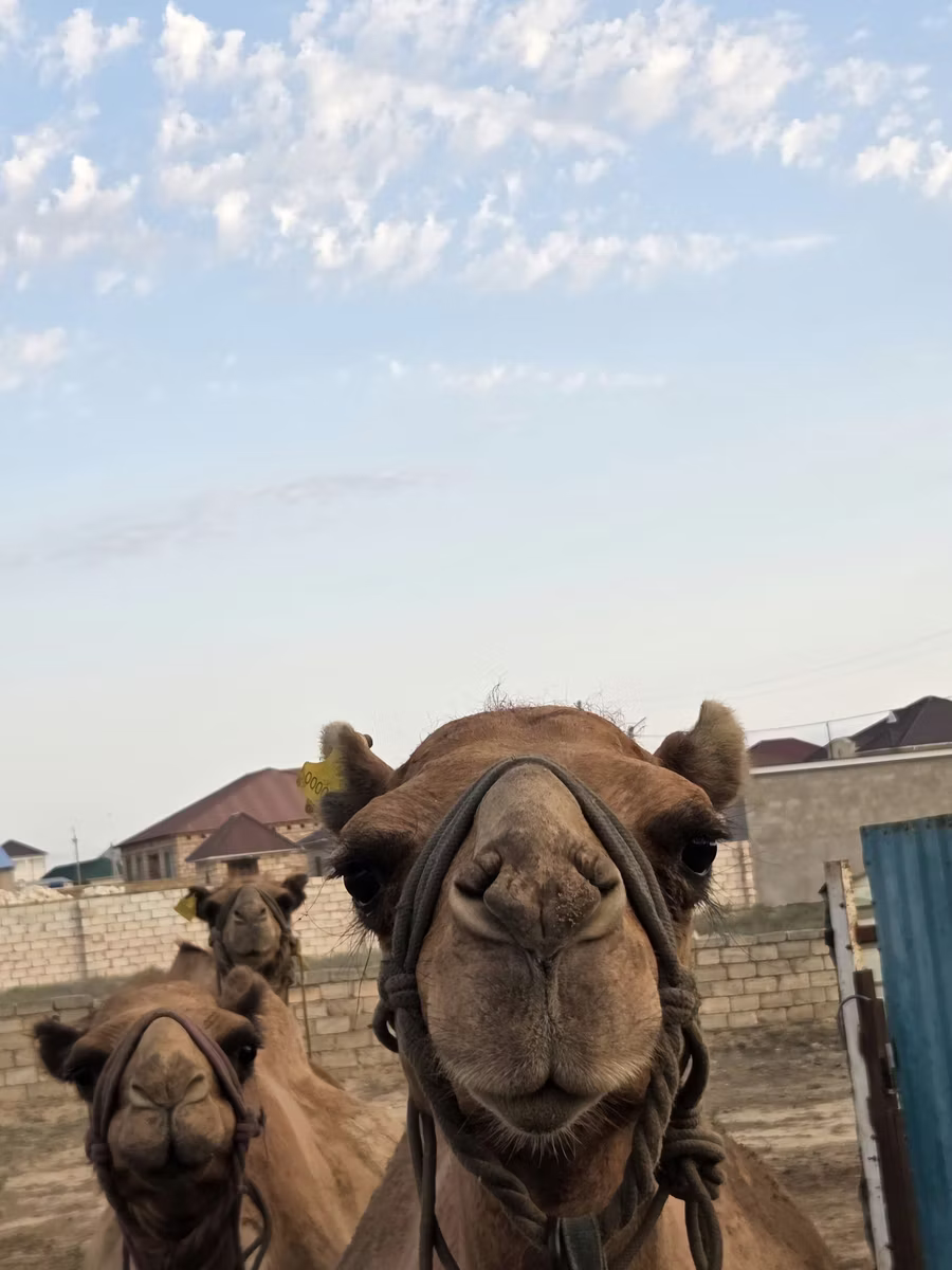 Kazakh Bactrian camel