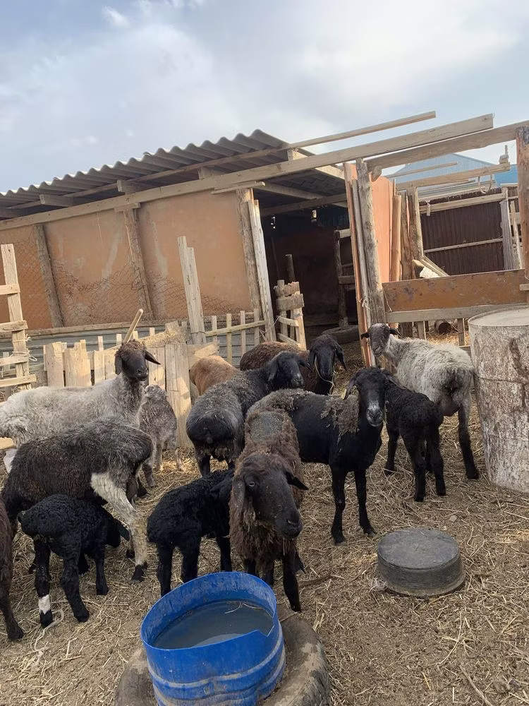 Kazakh fat-tailed coarsewool sheep