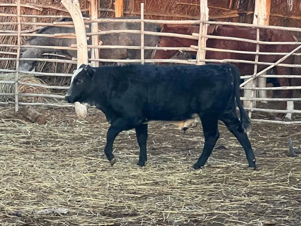 Aberdeen-Angus