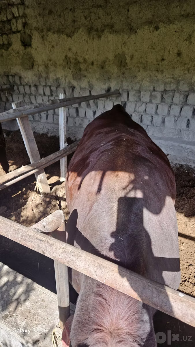 Red Estonian cattle