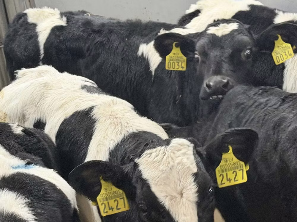 Russian Black pied cattle