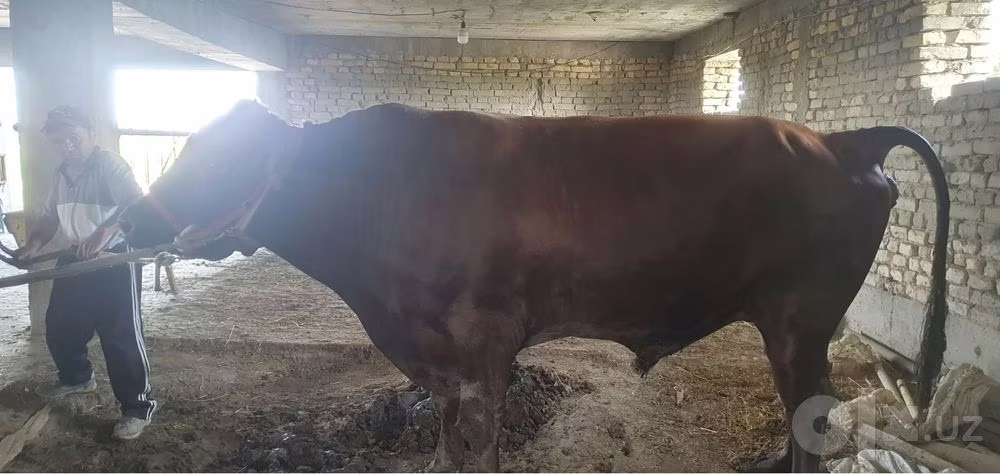 Red Estonian cattle