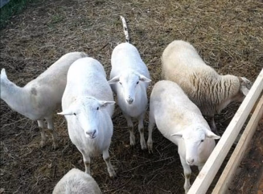 Katum sheep
