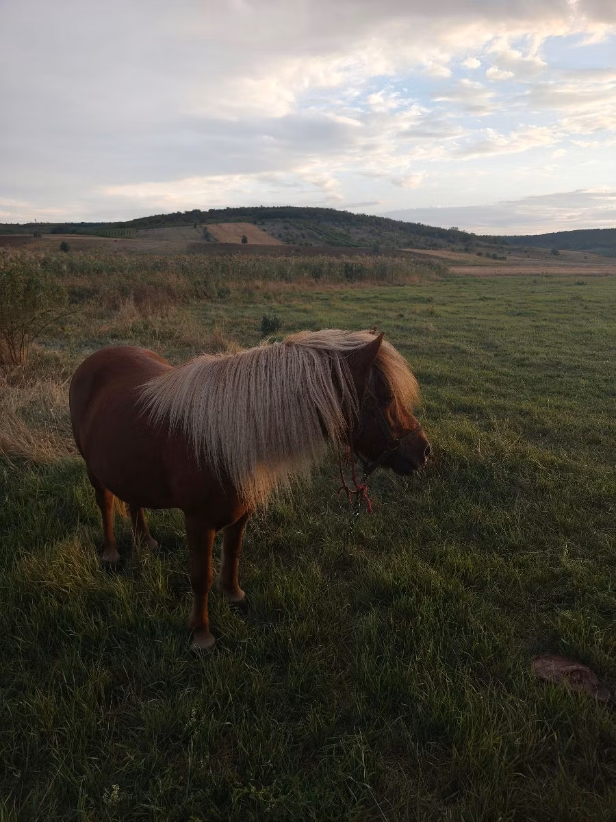 Australian Pony
