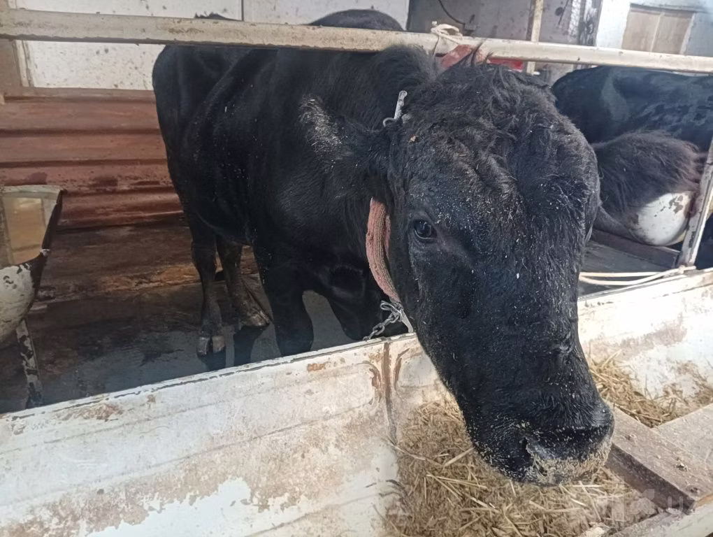 Aberdeen-Angus