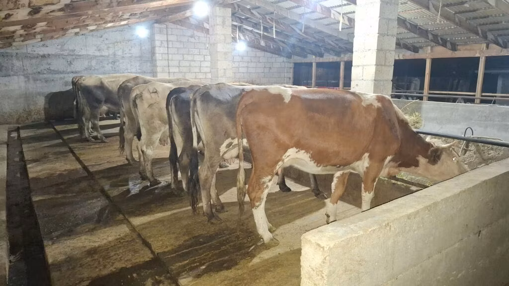 Alatau breed