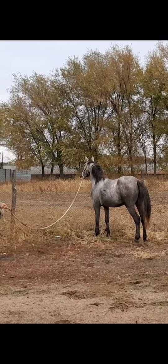 Thoroughbred horse