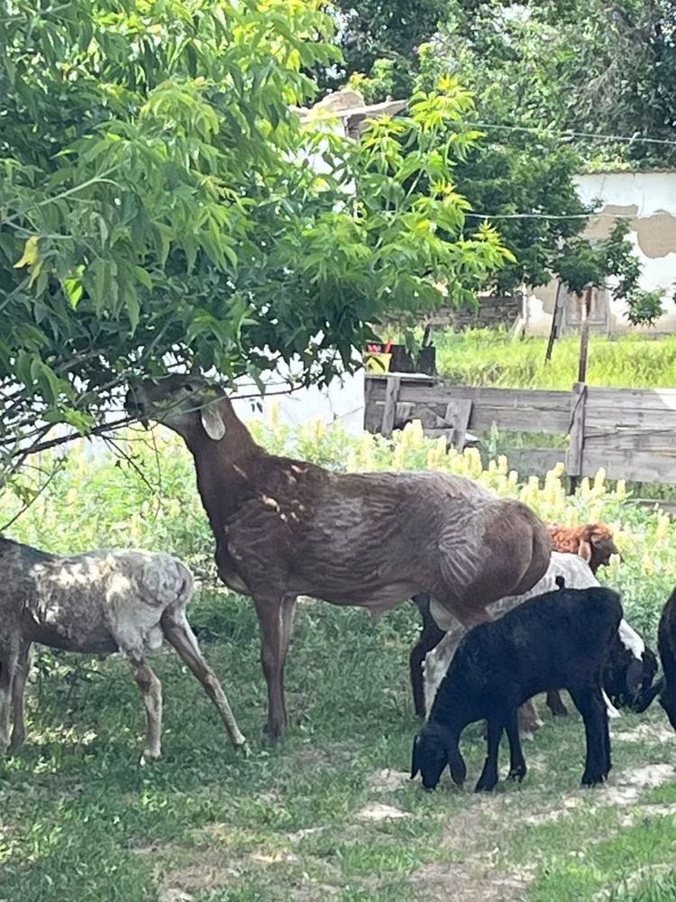 Arashan sheep