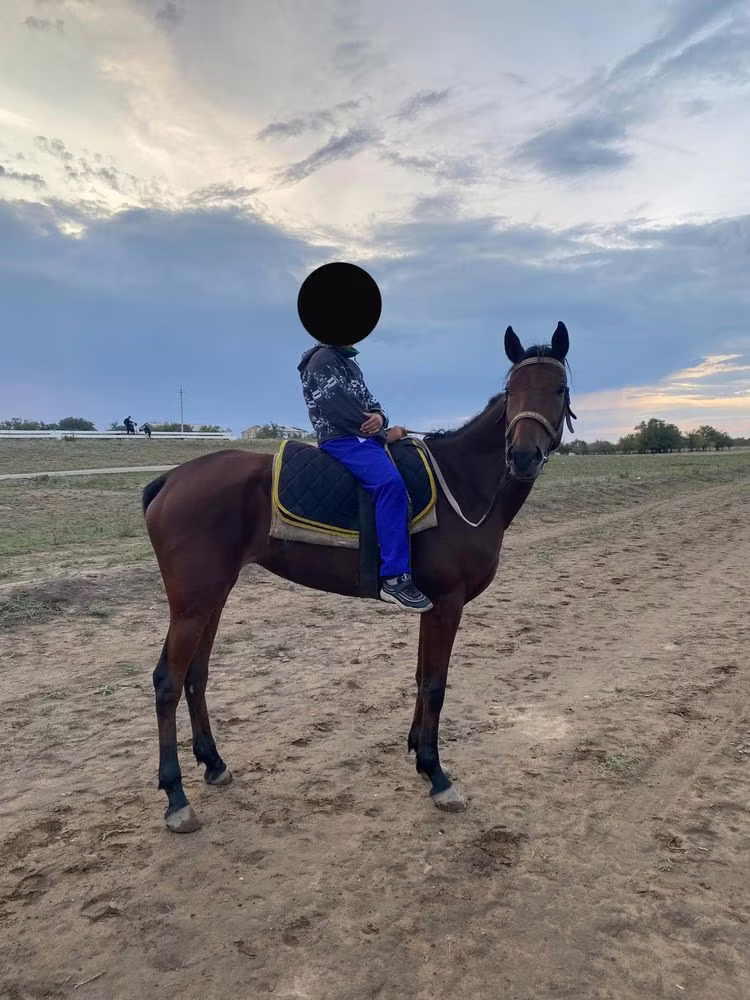 Thoroughbred horse