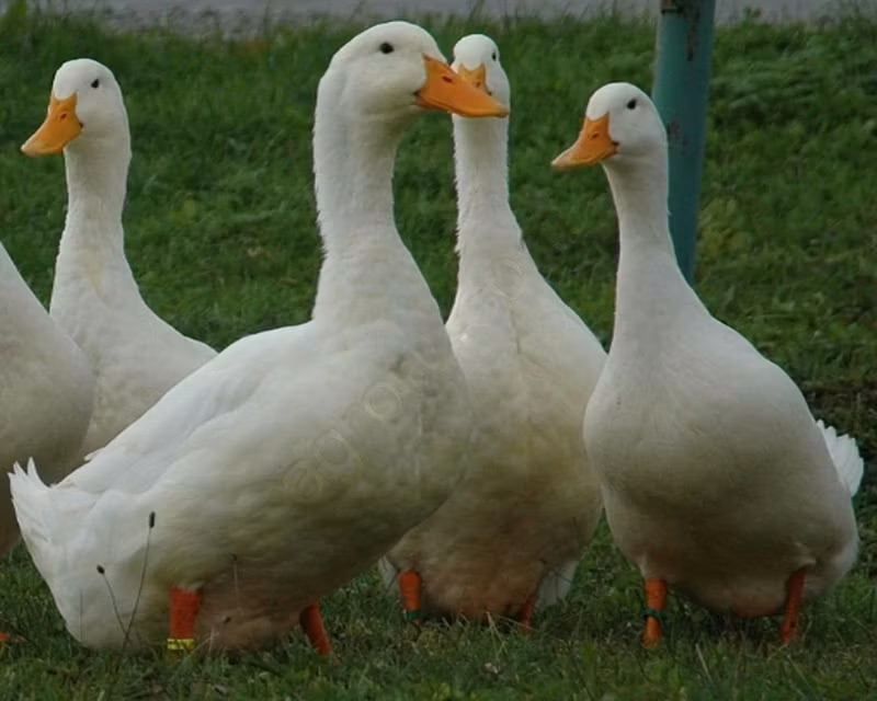Amerikan Pekin