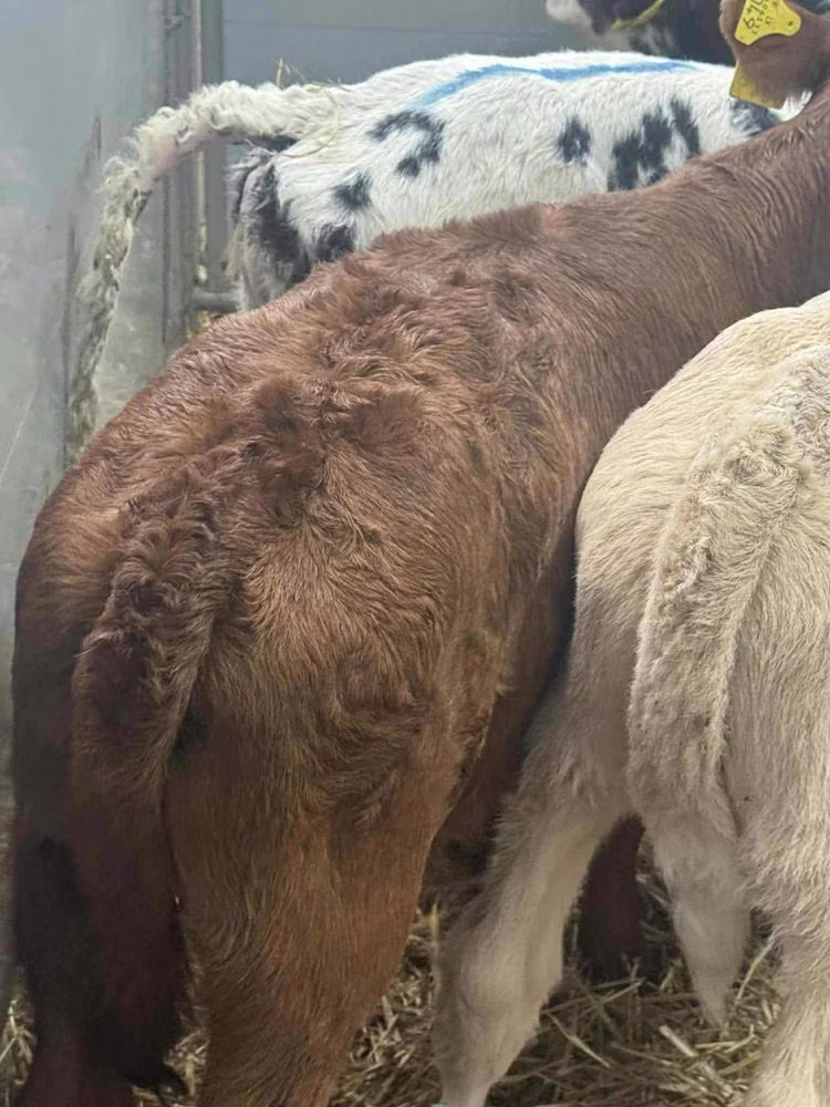Simmental cattle