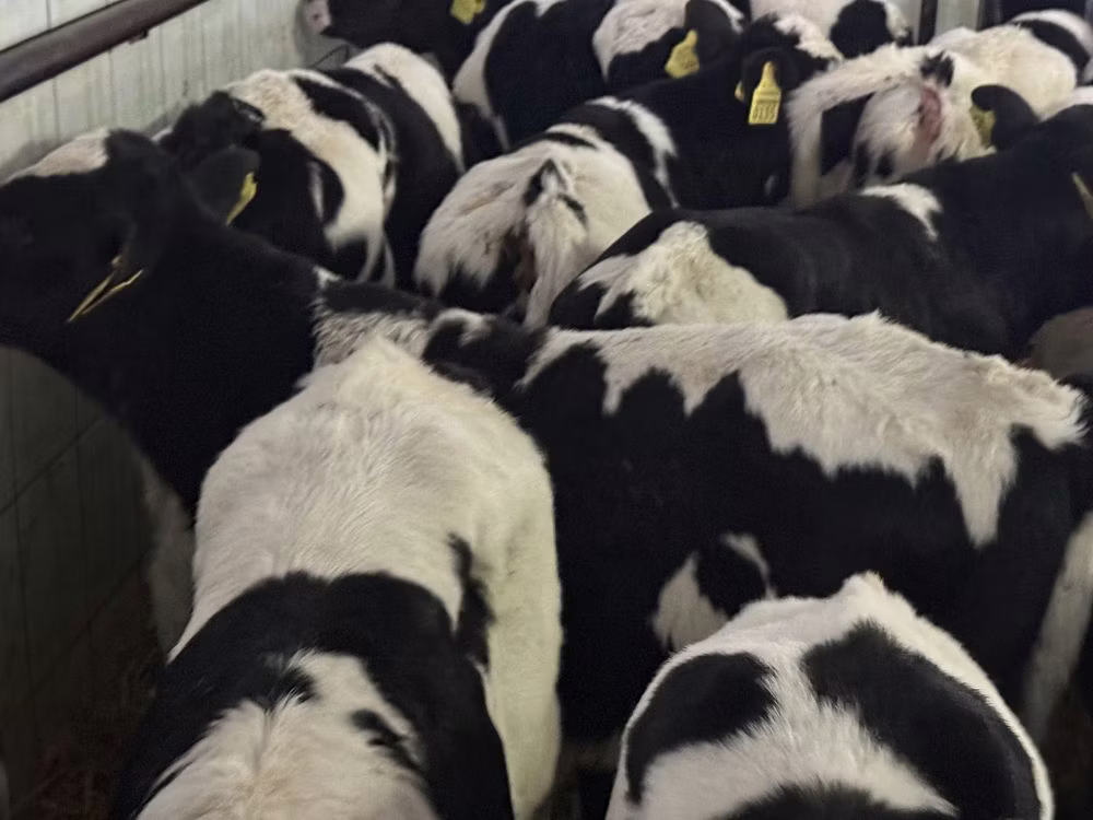 Russian Black pied cattle