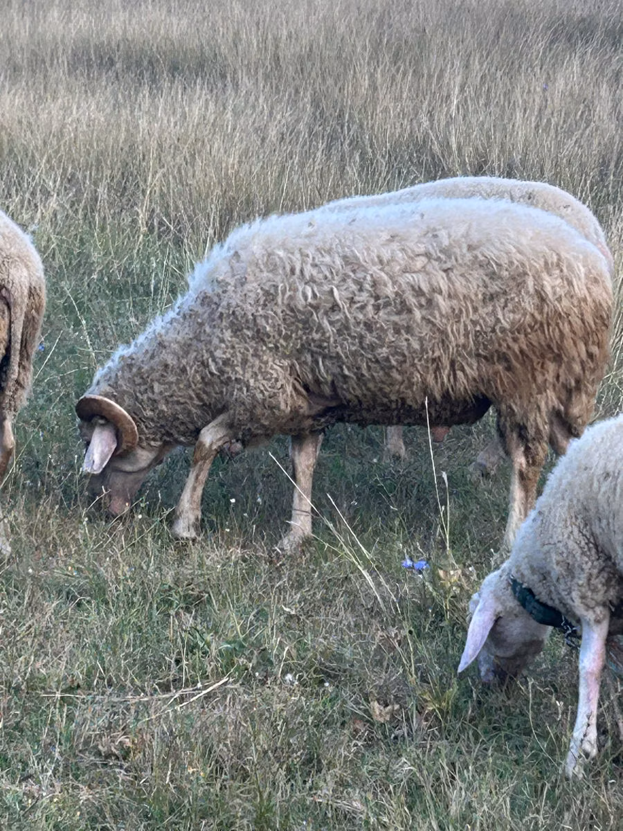 Assaf sheep