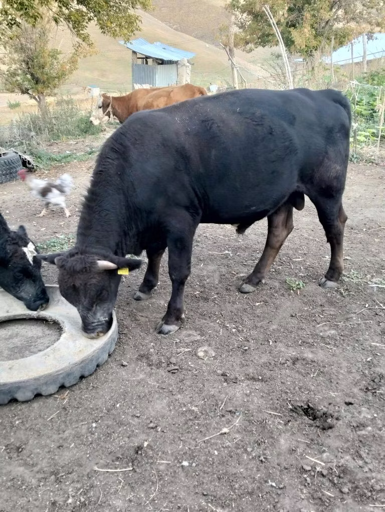 Aberdeen-Angus