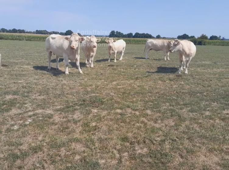 Charolais cattle