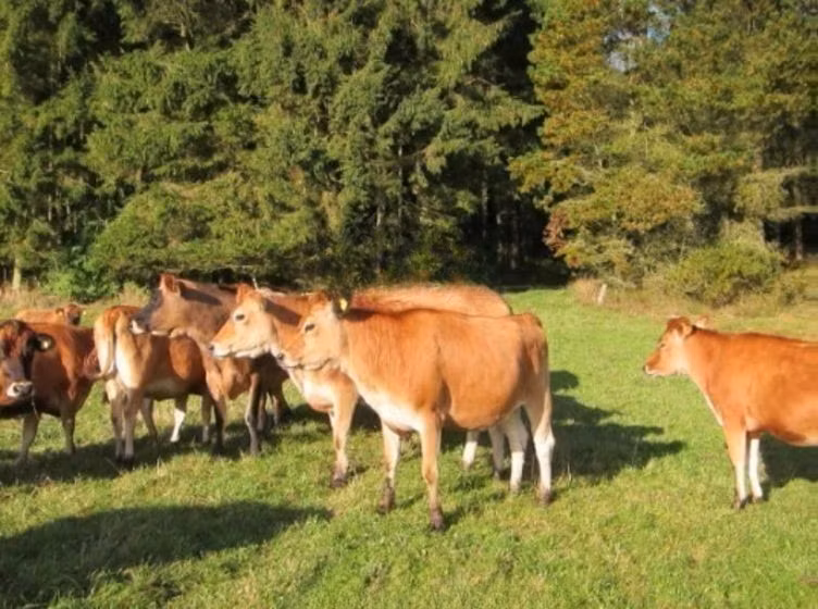 نژاد جرسی