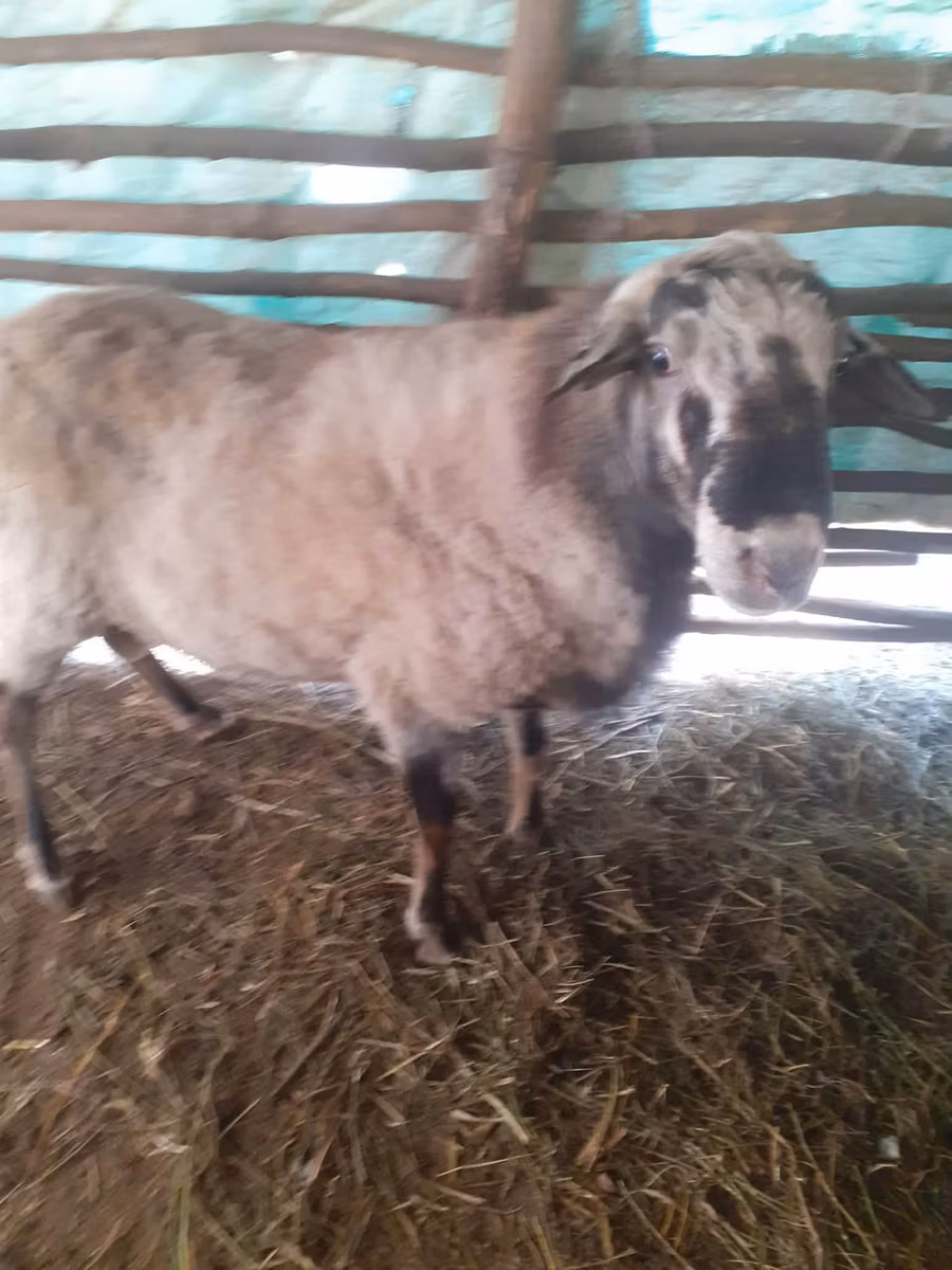 Assaf sheep