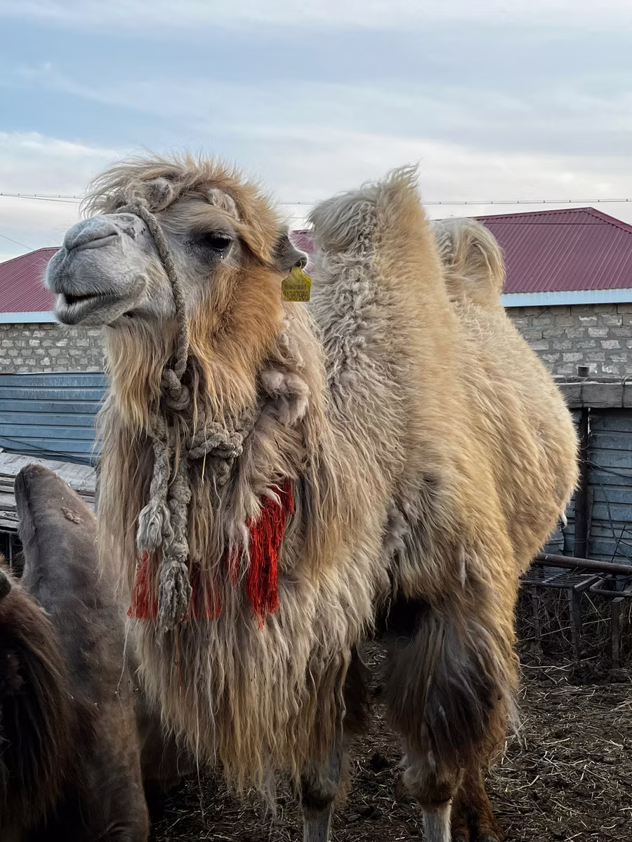 Kazakh Bactrian camel