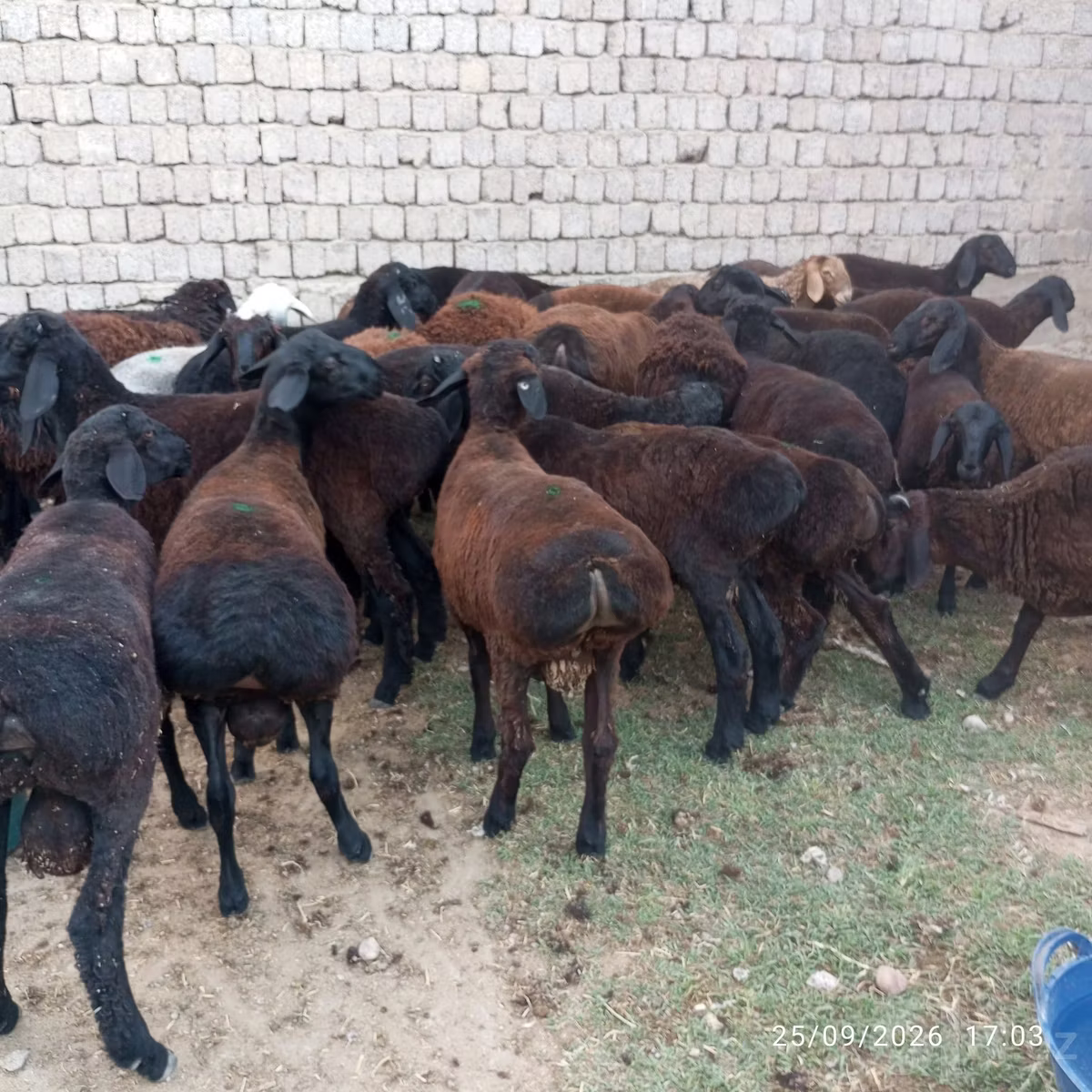 Blackheaded Persian sheep