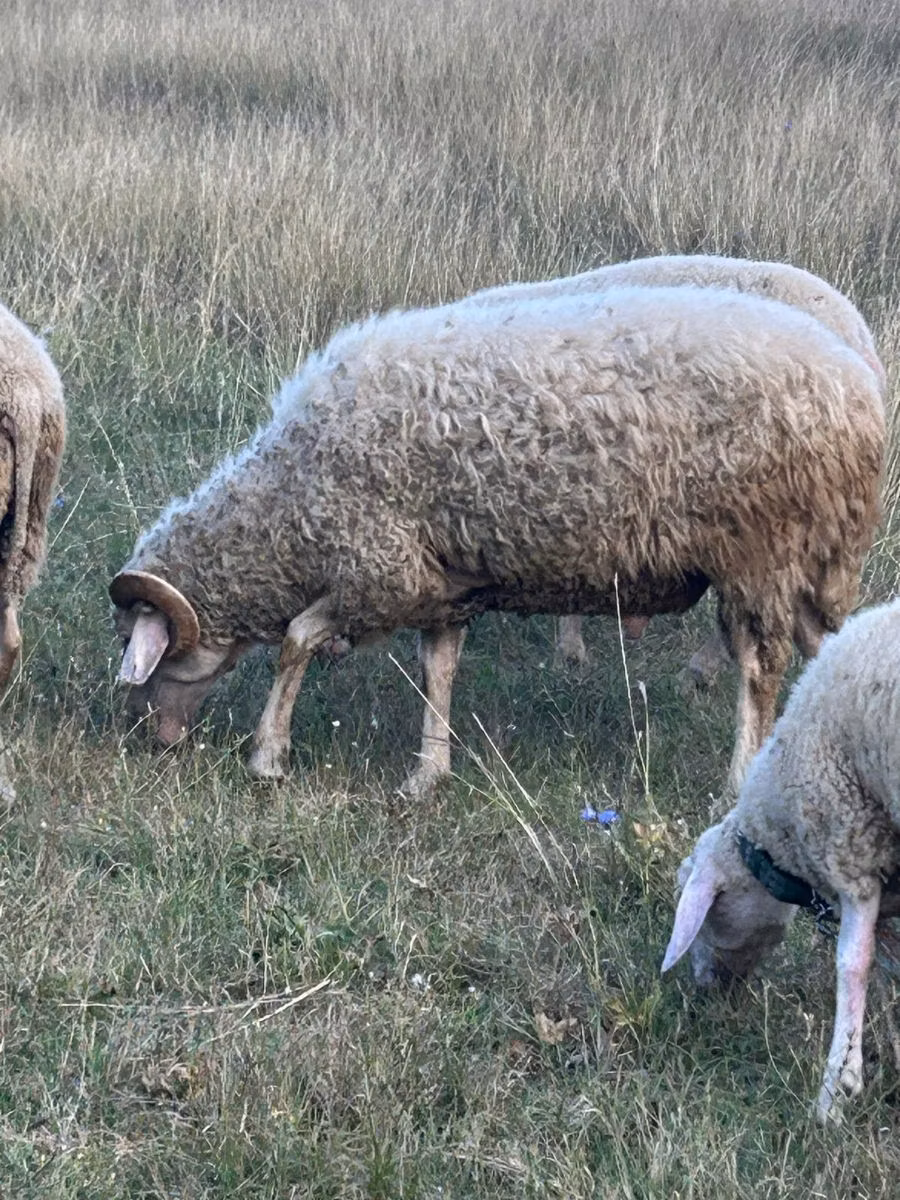 Assaf sheep