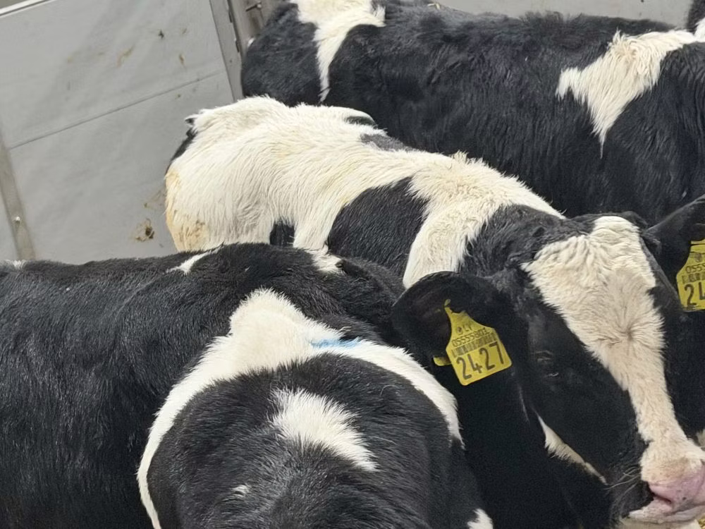 Russian Black pied cattle