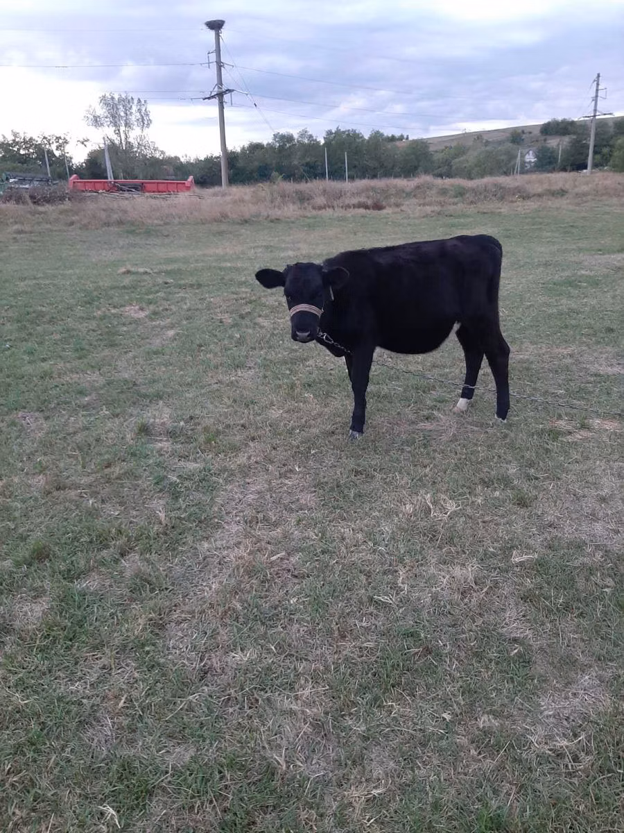 Aberdeen-Angus