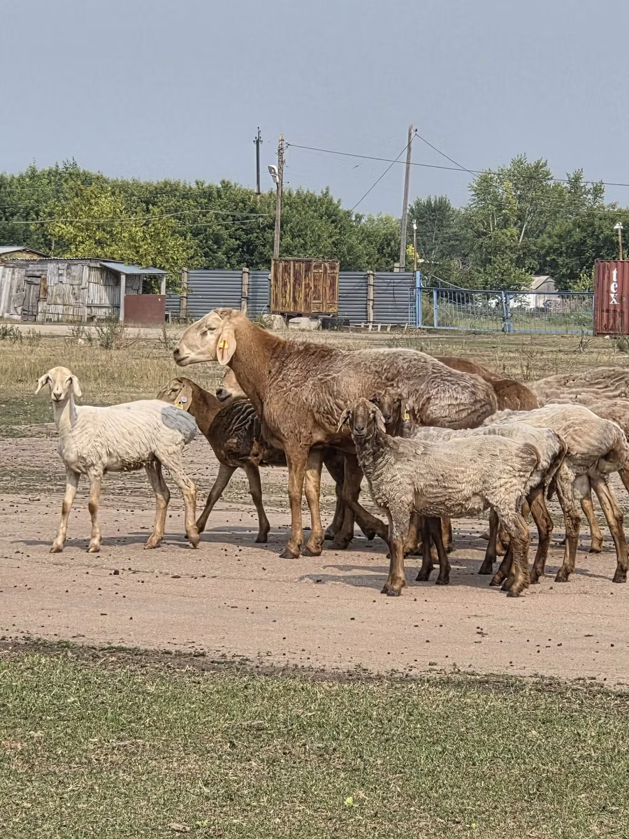 Гиссарская овца