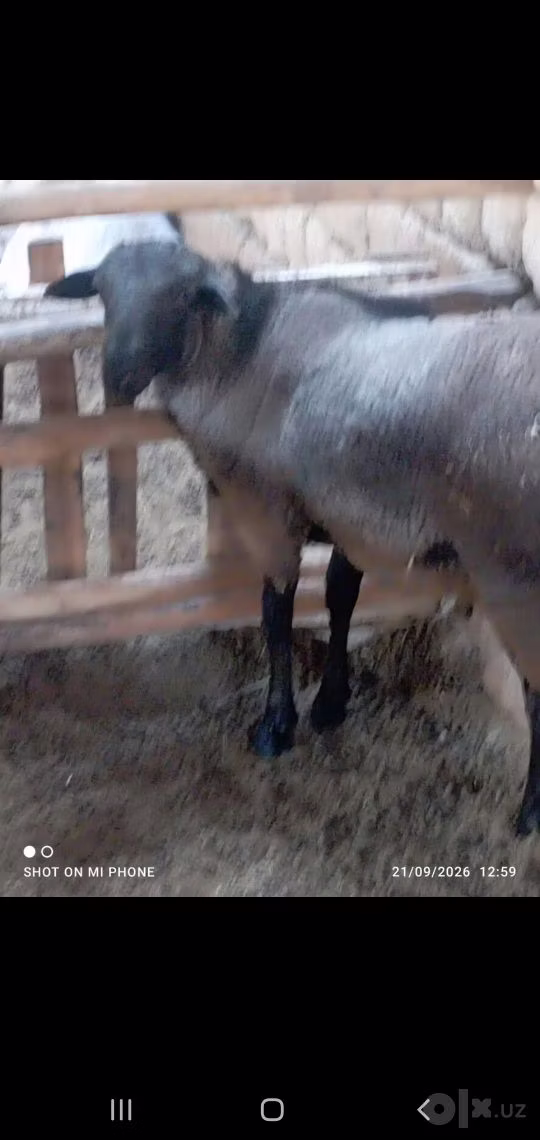 Romanov sheep