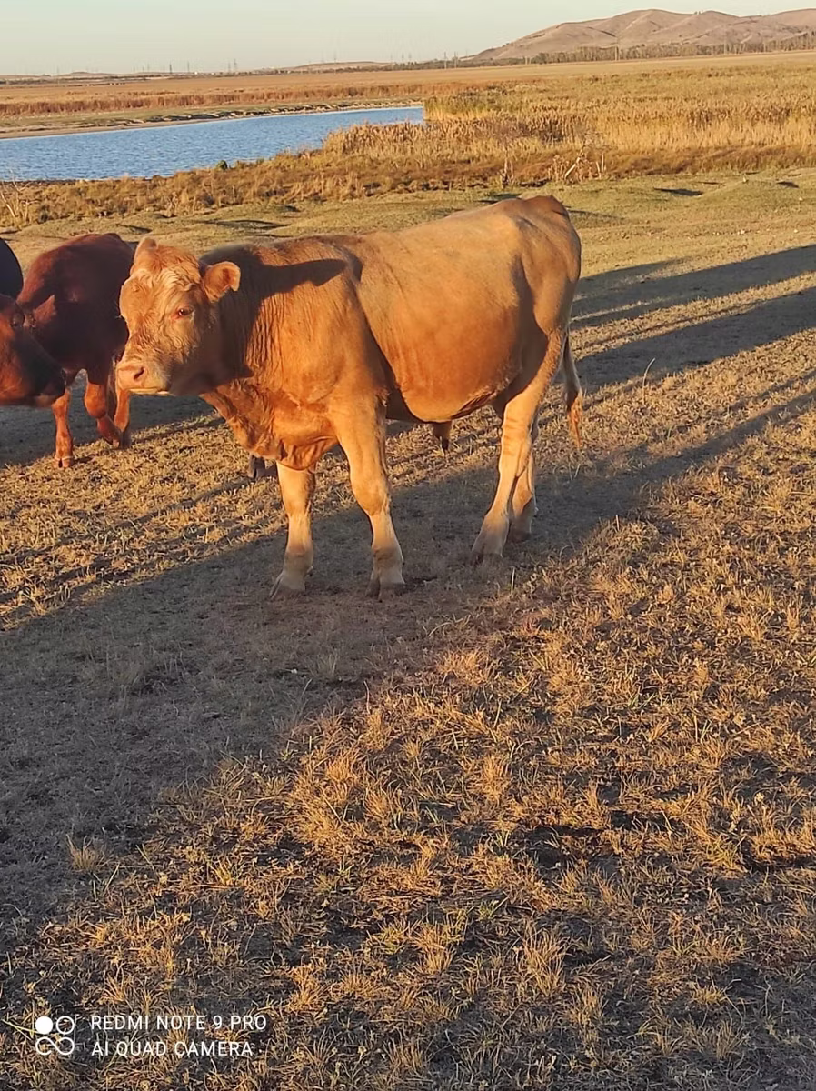 Simmental cattle