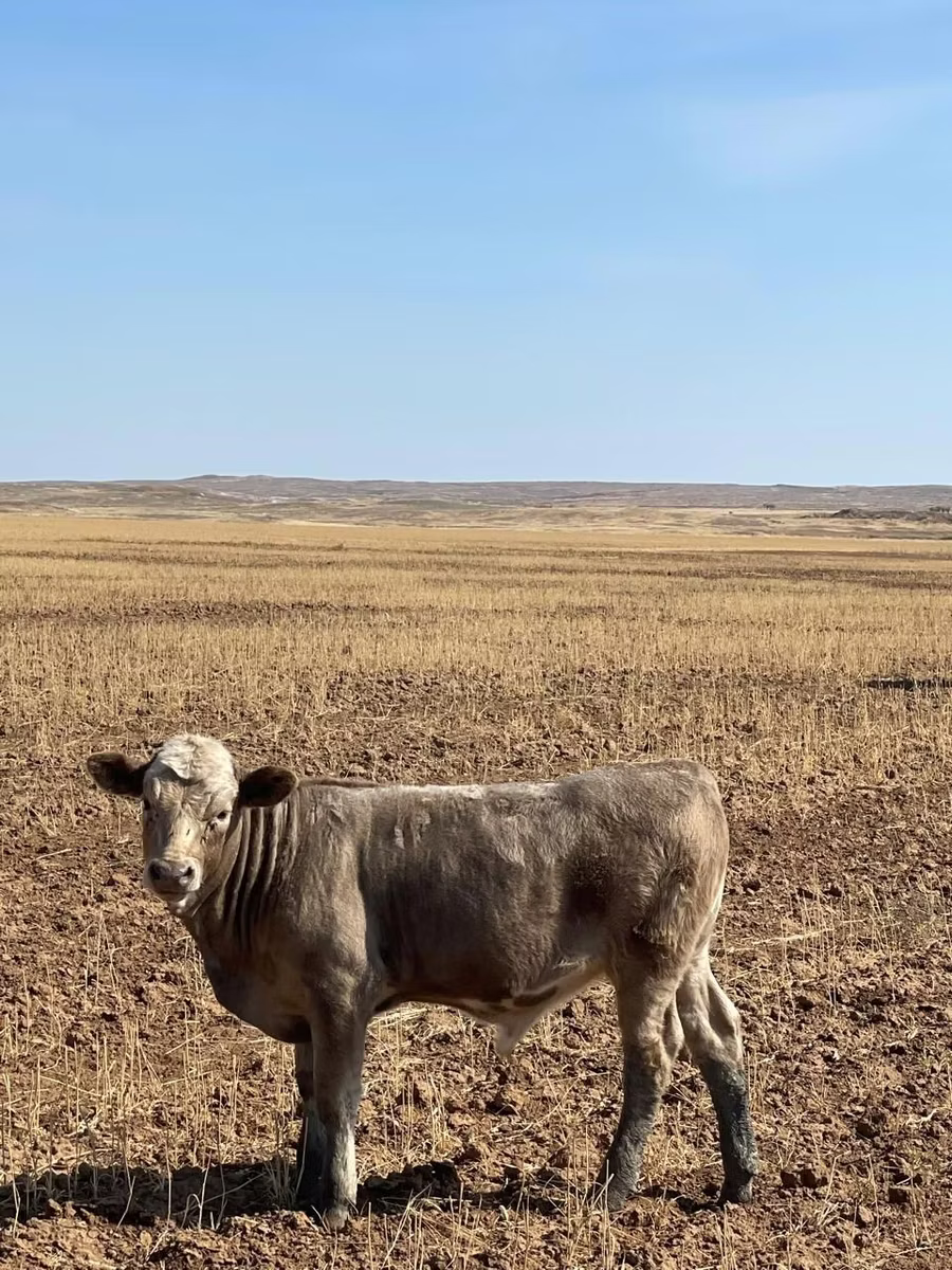 Swiss cattle