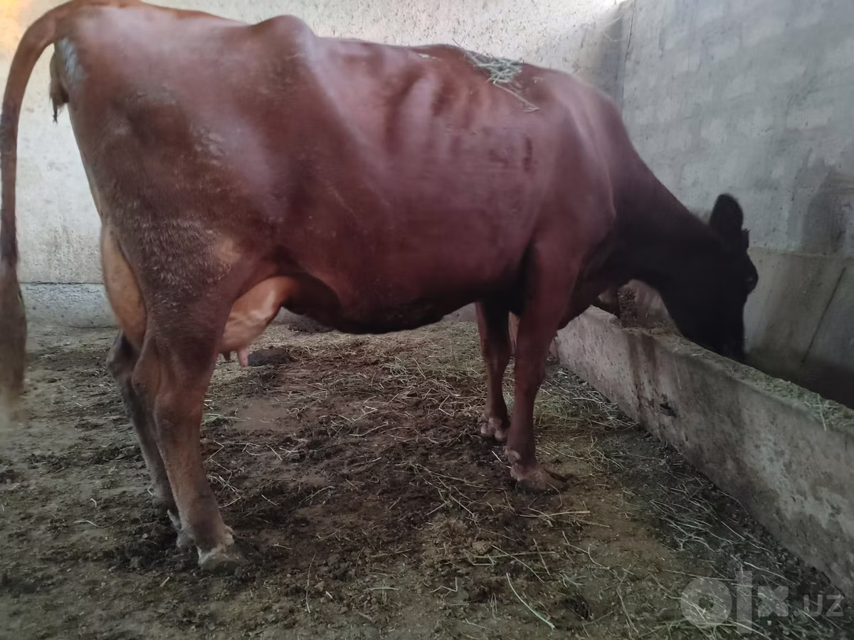 Red Estonian cattle