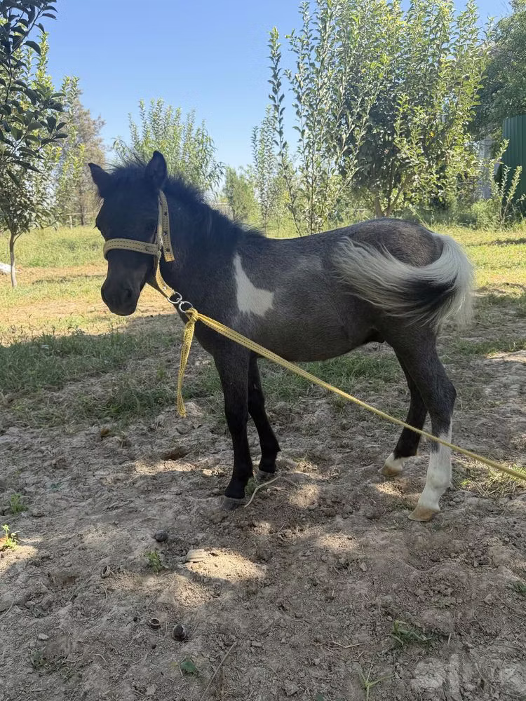 Australian Pony