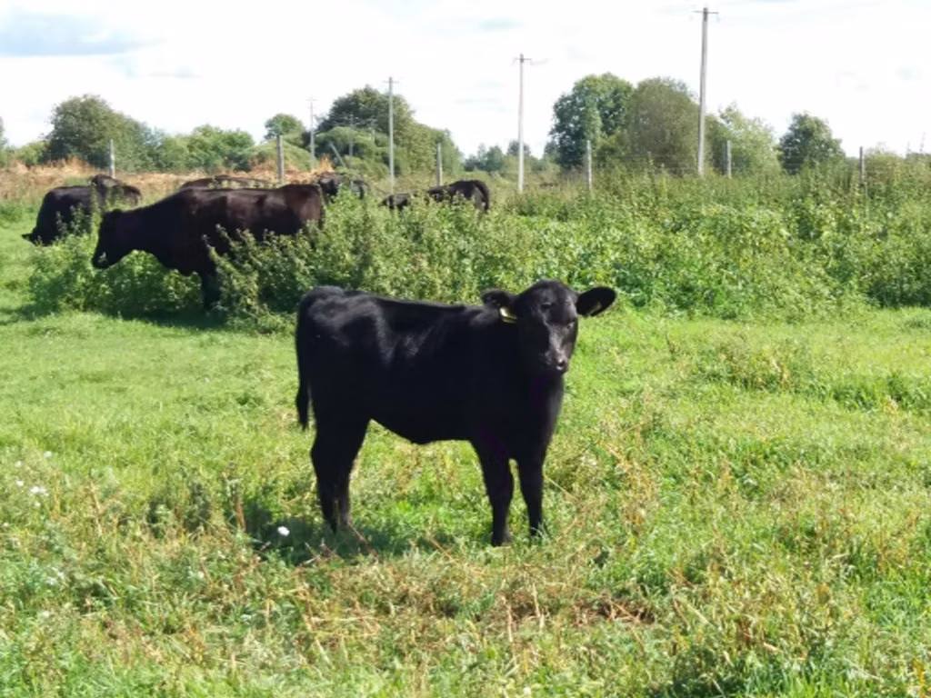 Aberdeen Angus
