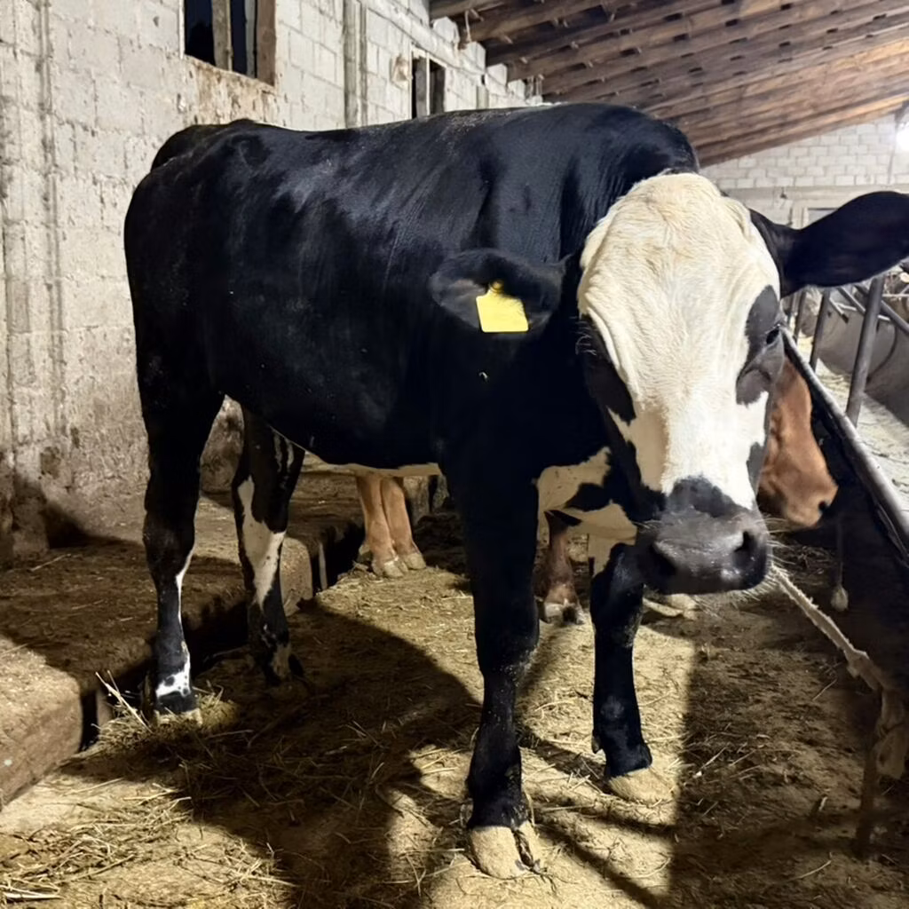 Holstein breed