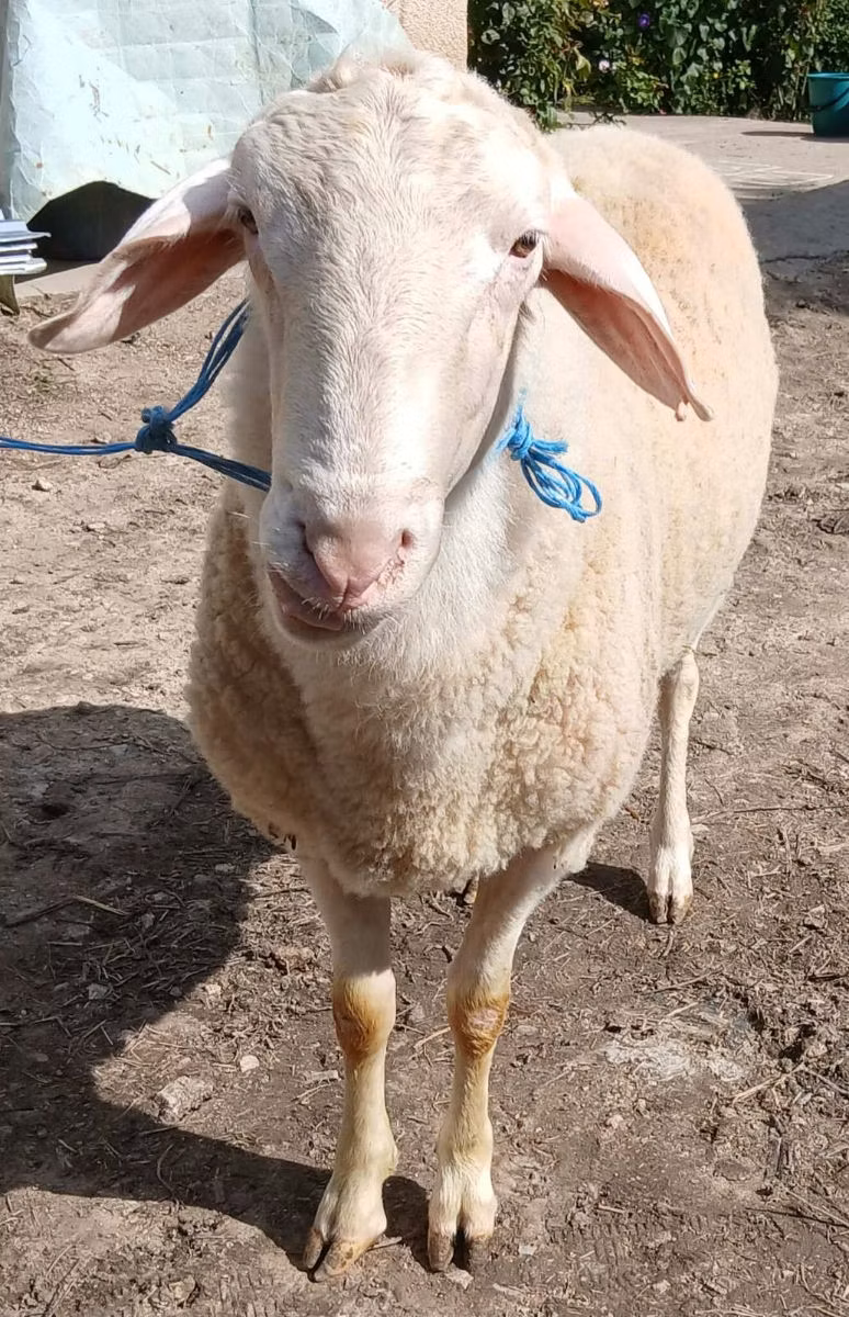 Assaf sheep