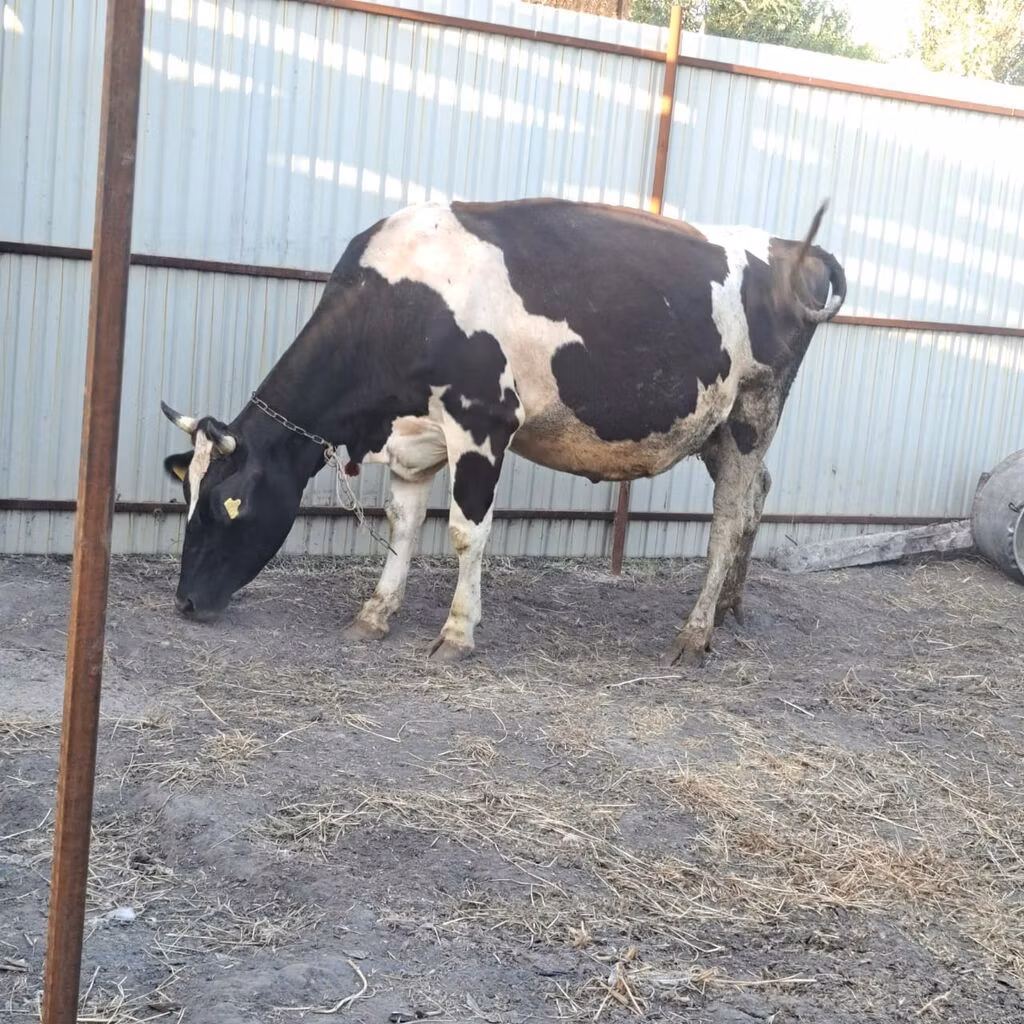 Rasa Holstein