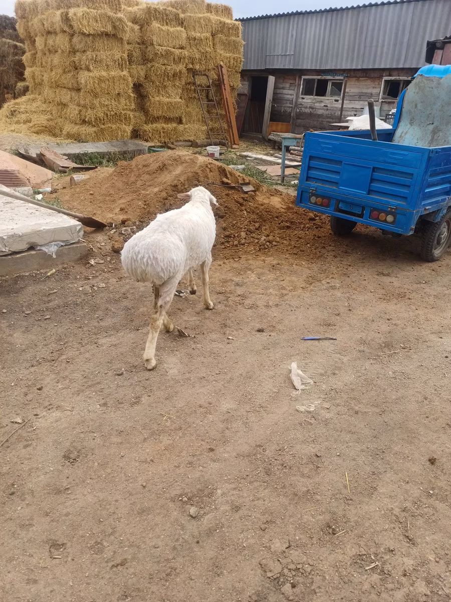 Hissar sheep