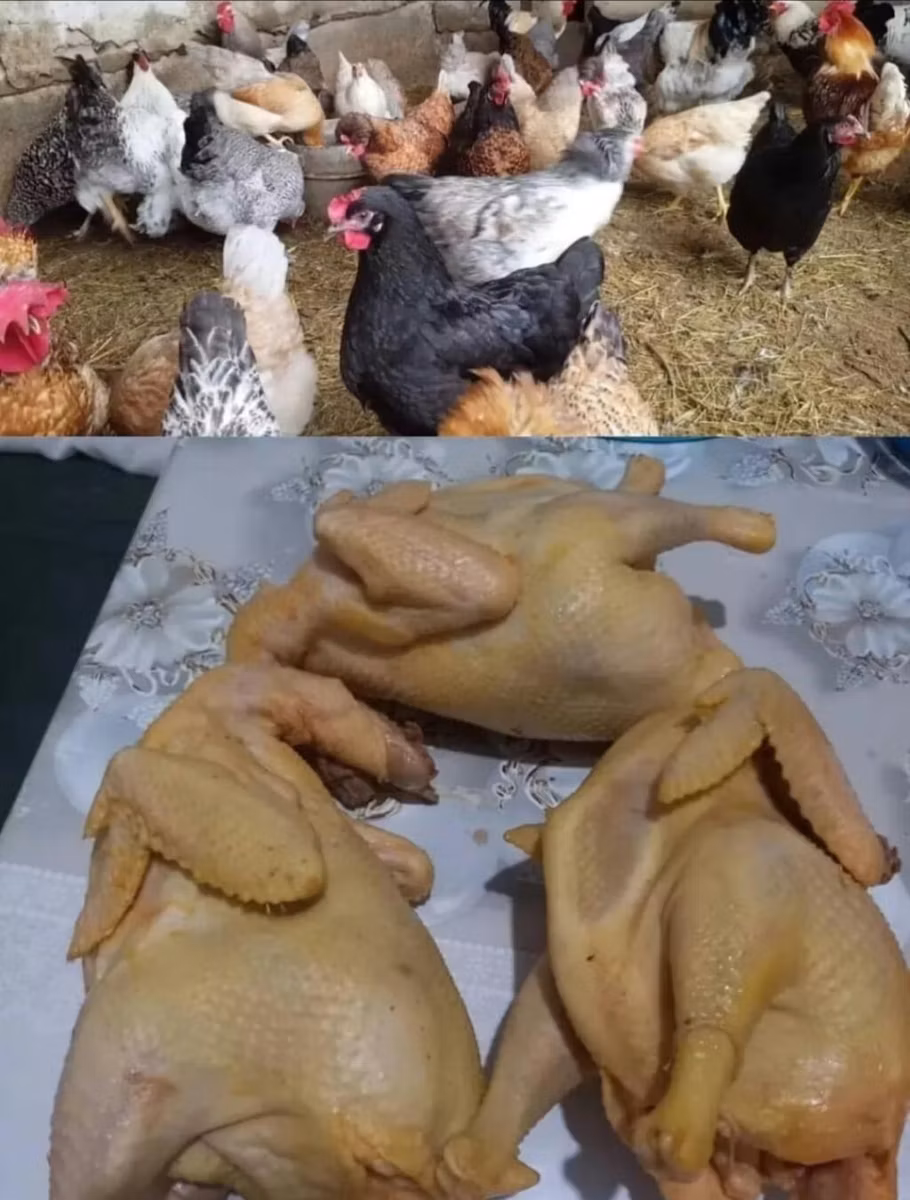 Брахма
