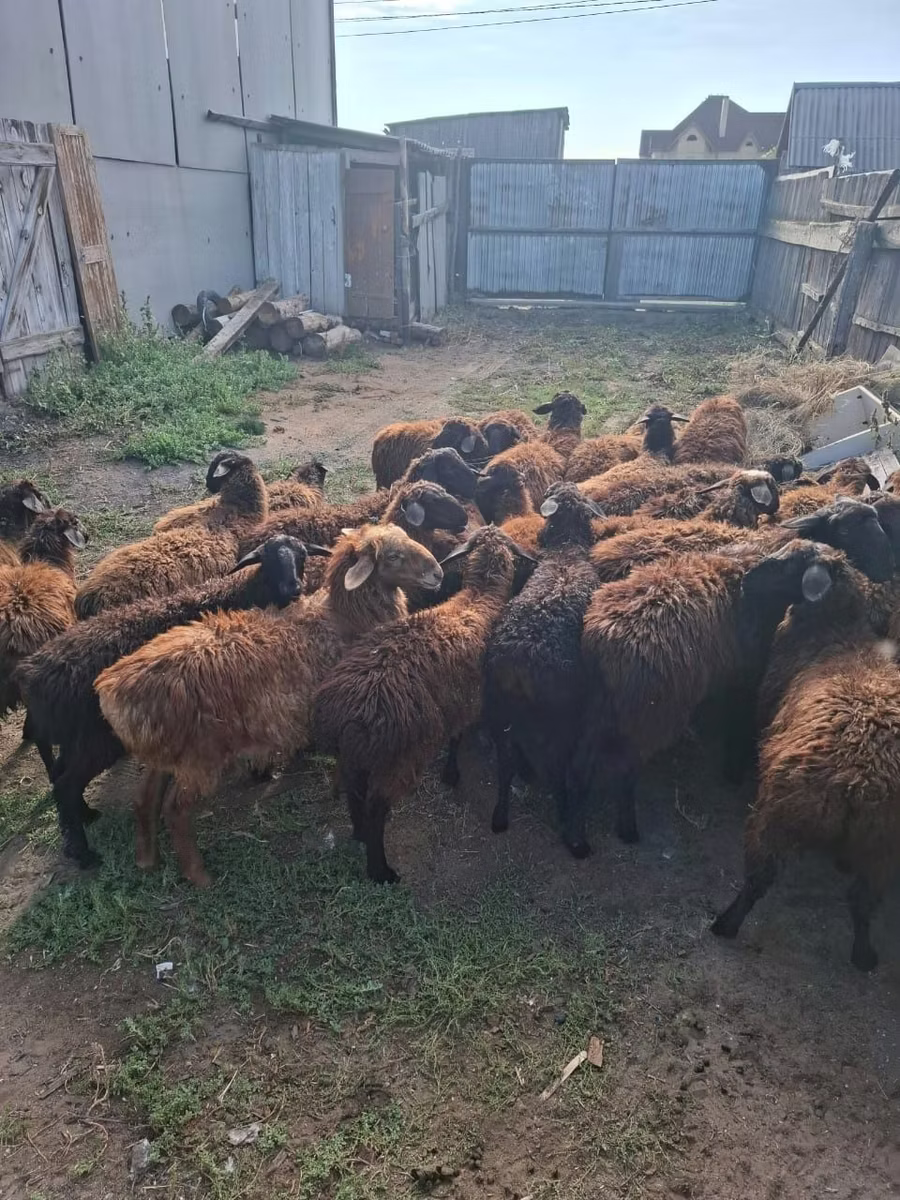 Edilbay sheep