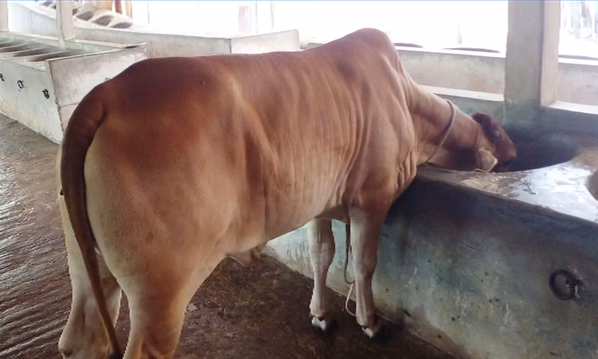 Buffalo