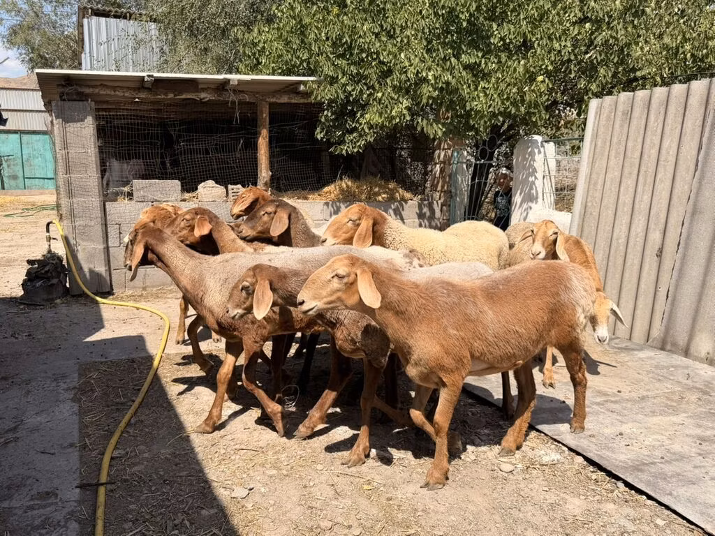 Baerchuke sheep