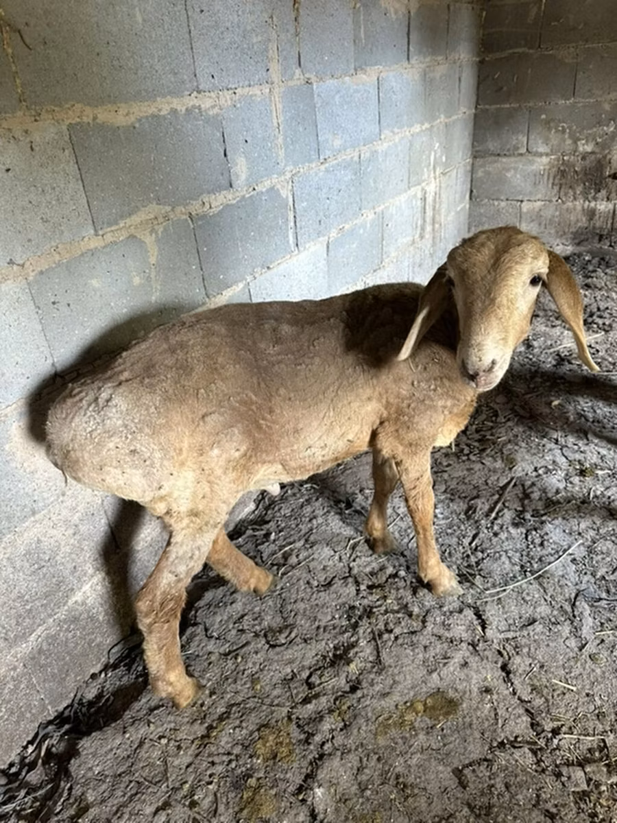 Katum sheep