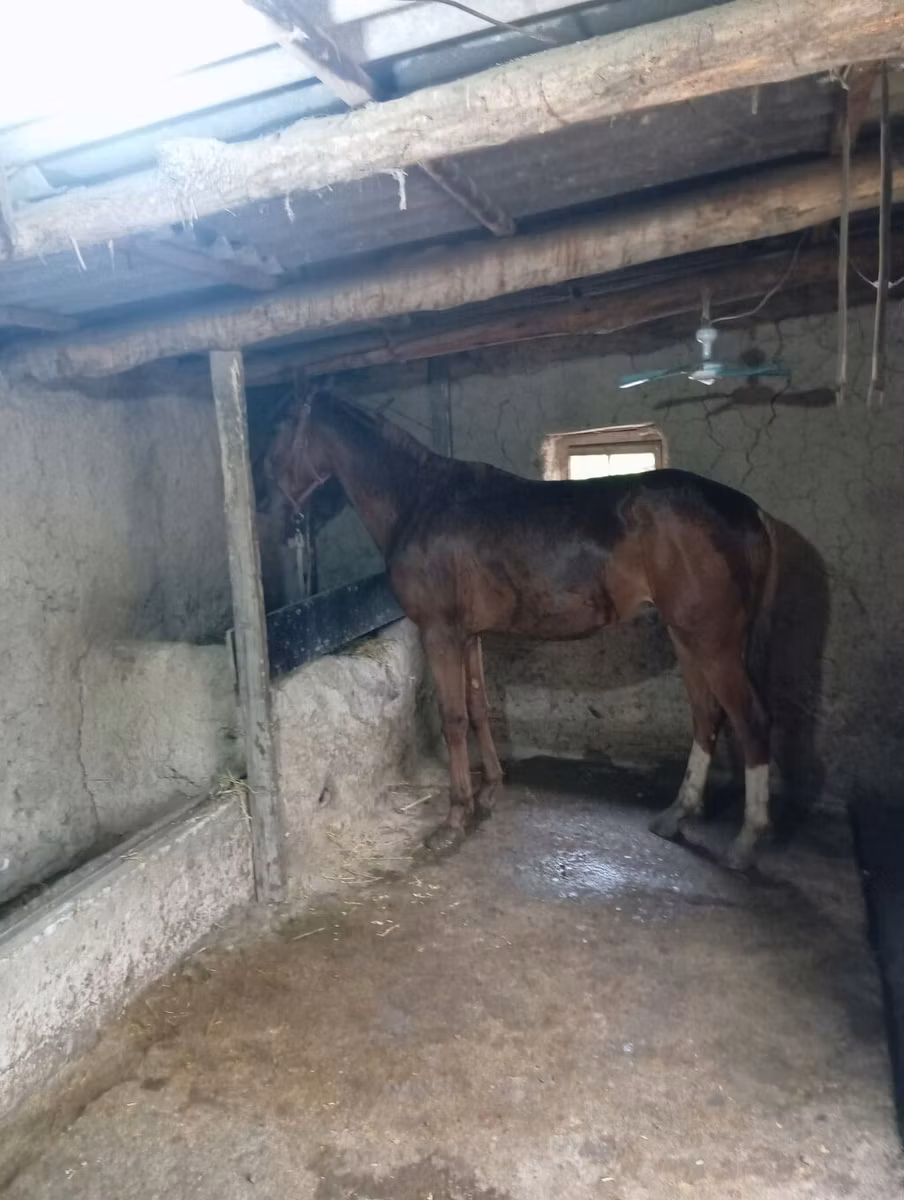 Thoroughbred horse