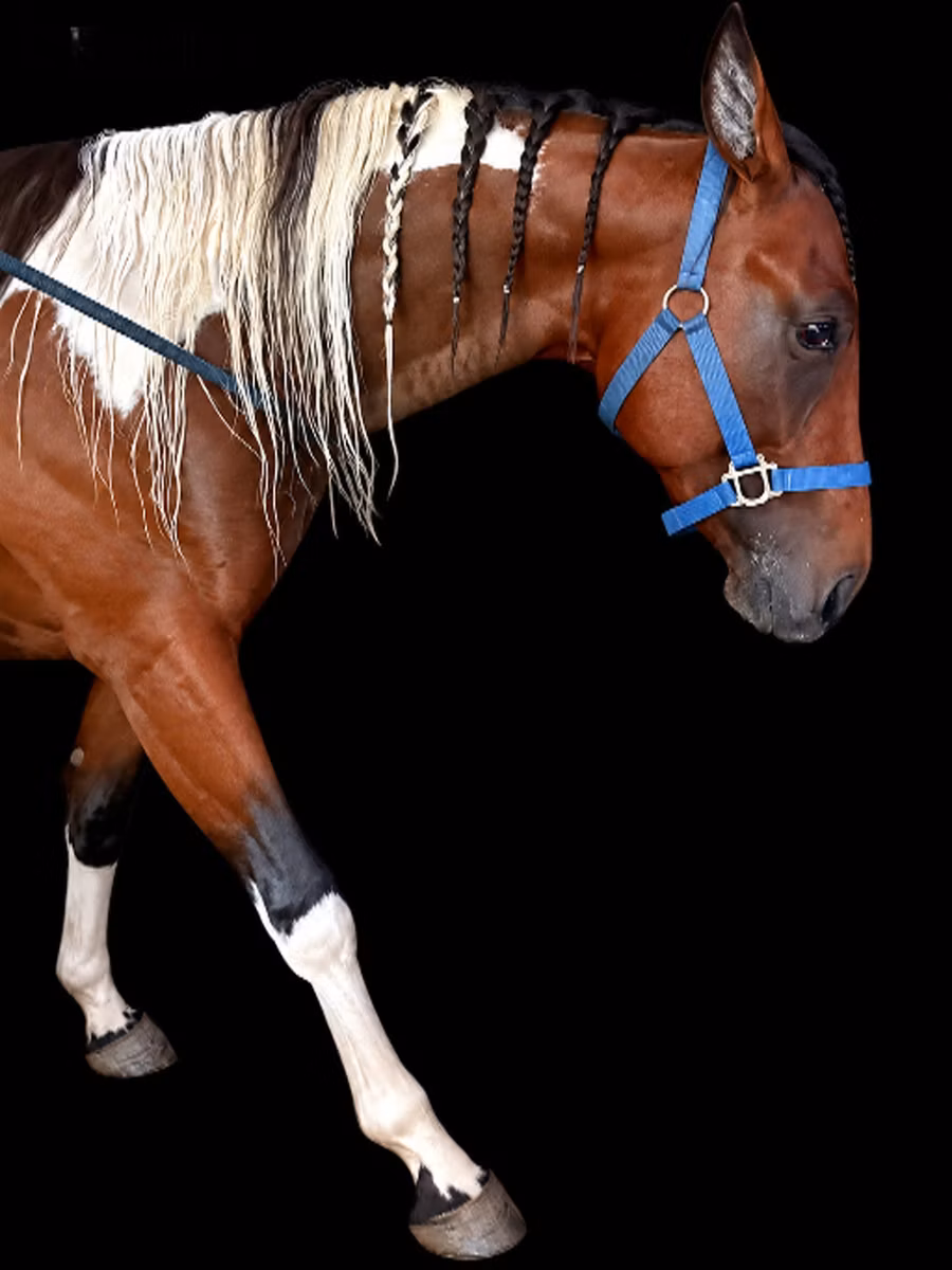 Thoroughbred horse